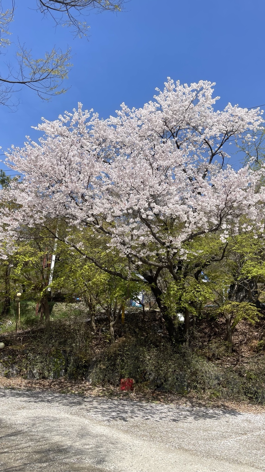 춘궁저수지 벚꽃